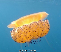 Fried Egg Jellyfish Sunset! by John Taylor 